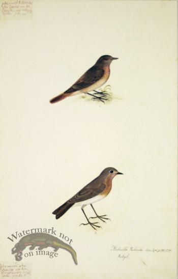 67 Swedish Birds . Motacilla Rubecula, European Robin